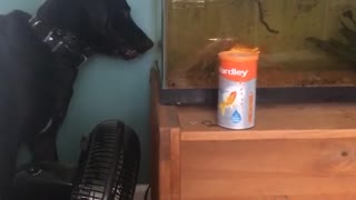 Dog tries to get fish