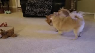 Pomeranian Playtime with a twist at the end