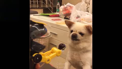 A Little Dog Is Hunting For A Lollipop (Laugh Together)