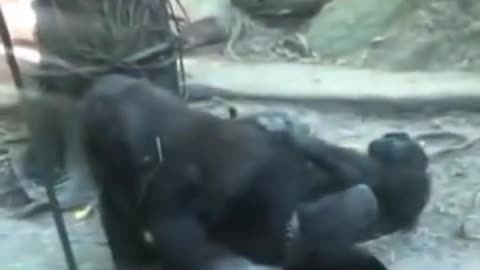 Gorilla Zoo Oral • Bronx Zoo Gorilla Oral [Were Gorillas at Bronx Zoo Filmed Engaging in oral?]