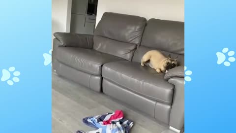 Dog running on the couch