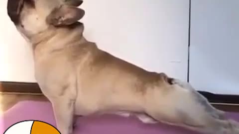 My cute dog doing stretching