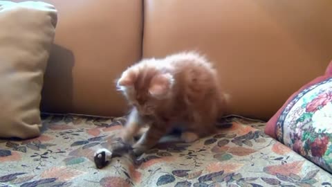 Cute Cat Plays With Toy Mouse