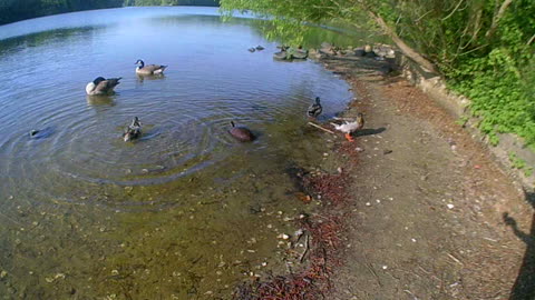 Turtle Comes To Hang Out With Ducks