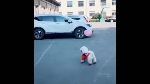 Cute Baby is Playing with Balloon, Funny Baby Animals Video