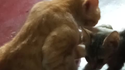 Kitten drinking milk from mom | cat train | cat lovers