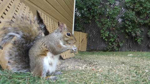 Squirrel enjoying a peanut snack!