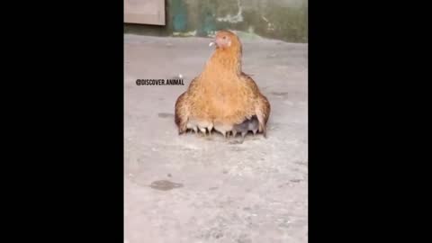 CHICKS | Funny And Crazy Chicks | 😻 Best Of The 2021 Funny Animal Videos 🐶 |