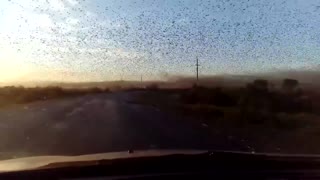 Swarming Locusts in Russia