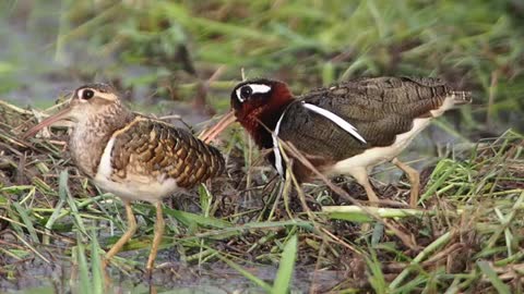 Amazing different king of birds from the Philippine