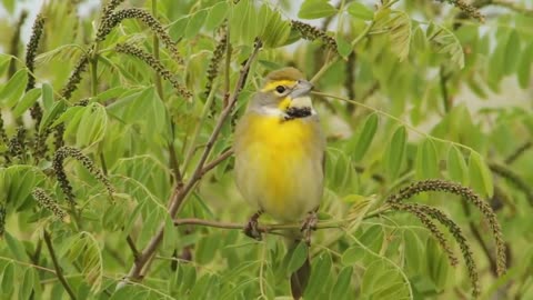 Dickcissel