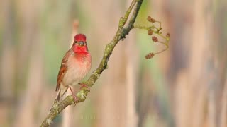 Bird sounds. Common rosefinch singing and chirping