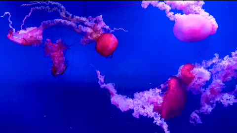 Transparent jellyfish