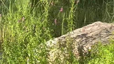 Little flowers swaying in the wind