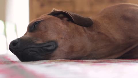 rhodesian ridgeback relaxing on carpet