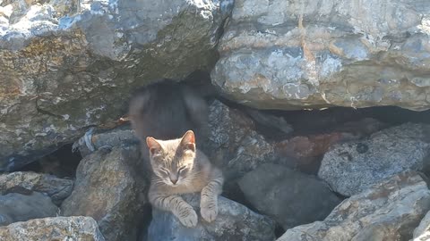 A brown cat standing by the sea between the rocks