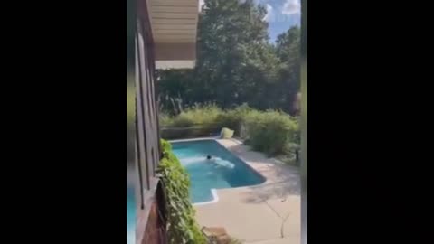 Dog is excited to swim