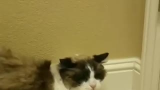 Angry Kitty Shows The Hair Dryer Who's Boss