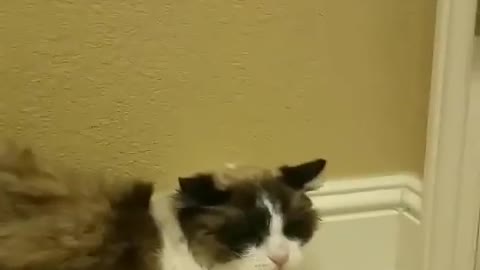 Angry Kitty Shows The Hair Dryer Who's Boss
