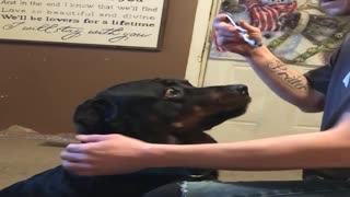Rottweiler Throws a Fit over Brushing His Teeth