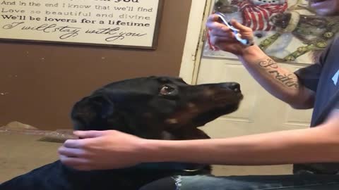 Rottweiler Throws a Fit over Brushing His Teeth