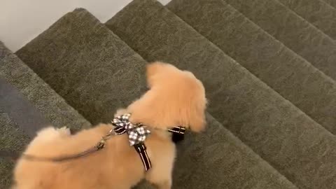 Puppy’s first stairs