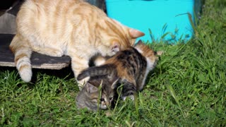 Cute Kittens And Mother Cat