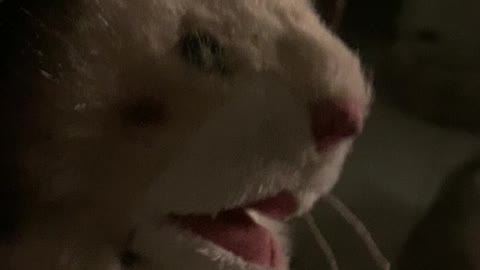 Romulus the ferret