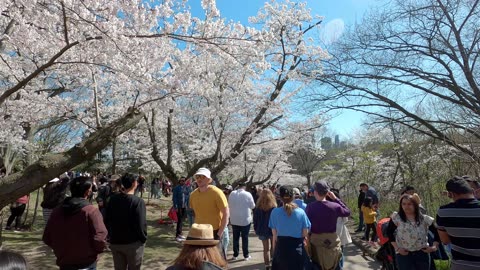 Sakura Cherry Blossom Trees in Toronto High Park vlog 4k