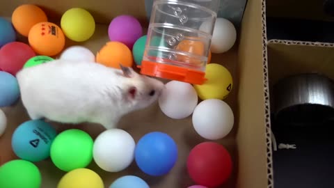 Hamster Escapes the Creative Maze for Pets in real life