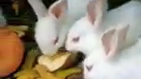 Rabbit family mast video