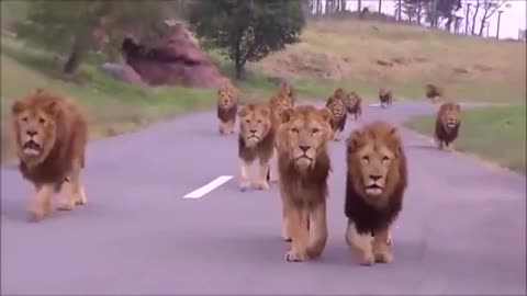 incredibal number of lions visit main road