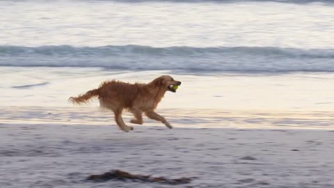 Dog misses catching a ball at the beach. Slow motion