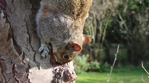 Squirrel Head Grey Eating Feeding