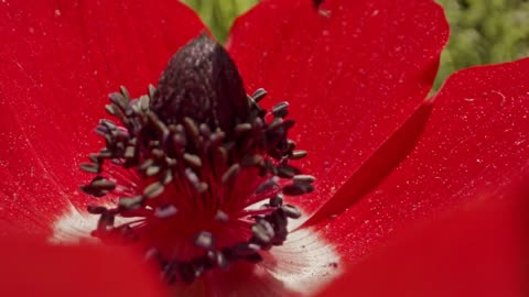 Pollination - Special macro shot of a bee on a flower covered with flower Pollen