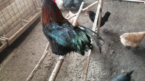 beautiful roosters