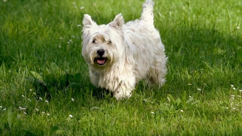 funny Lhasa dog