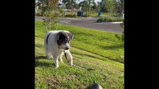 Ritchie Sees a Turtle for the First Time