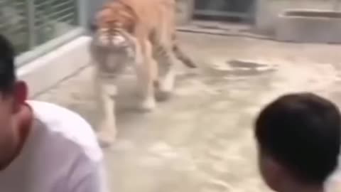 So dangerous tiger attack 🐅🤭🤭🤭🤭🤭