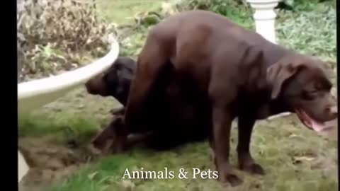 Funny Dog Funny Animal mating fail Compilation