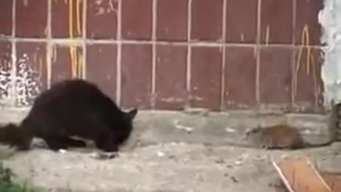 A RAT ATTACKS A CAT