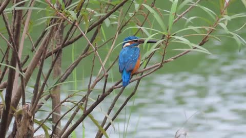 Kingfisher in the river