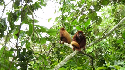 nature,howler monkey,ape,colombia video
