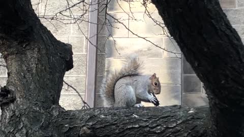 Squirrel Feasts on Oreo