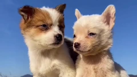 Two baby dog love each other 😍😘🥰🤩🤩 #cuteanimals #loveeachother