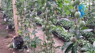En invernaderos de García Rovira se producen frutas de exportación