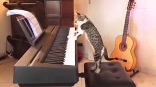 piano playing cat
