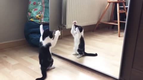 cute cat seen himself in the mirror.