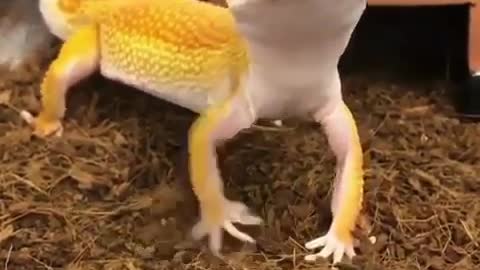 funny lizard