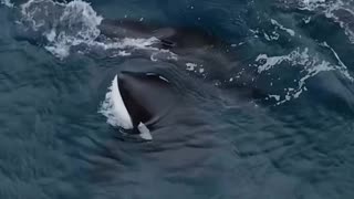 Beautiful killerwhales ❤️